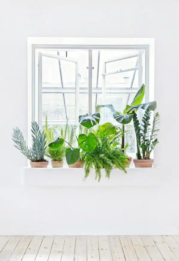 Como fazer um jardim, plantas em vasos