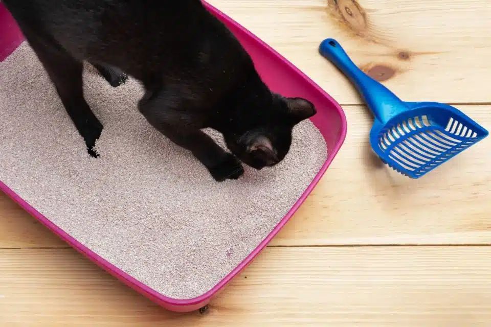 Ideias de decoração para pets: torne sua casa mais divertida para eles e para você