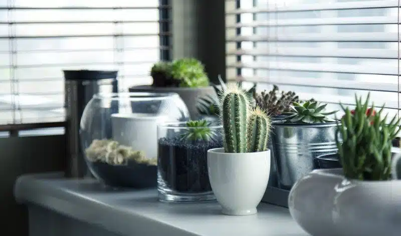 Jardim vertical de apartamento, cactos em vasos