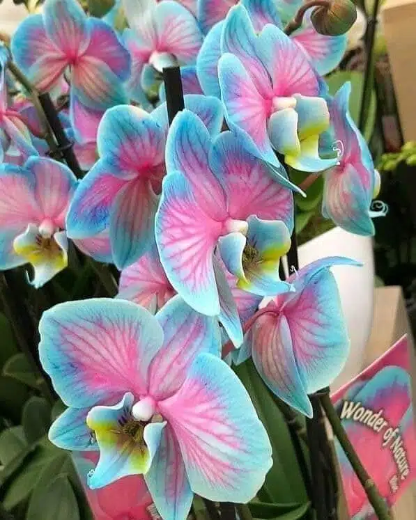 Orquídeas, Dia das Mães