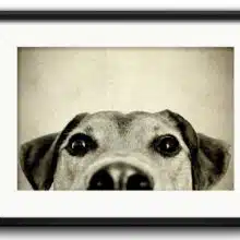 quadro-cachorro-com-paspatur-vidro