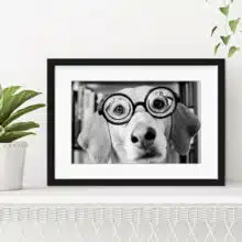quadro-cachorro-usando-oculos-com-paspatur-vidro